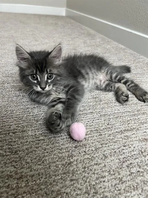 A baby small-sized female Domestic Short Hair cat named Guava for adoption in Sacramento, CA
