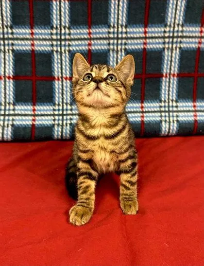 A baby small-sized female Domestic Short Hair cat named Tabby for adoption in Visalia, CA