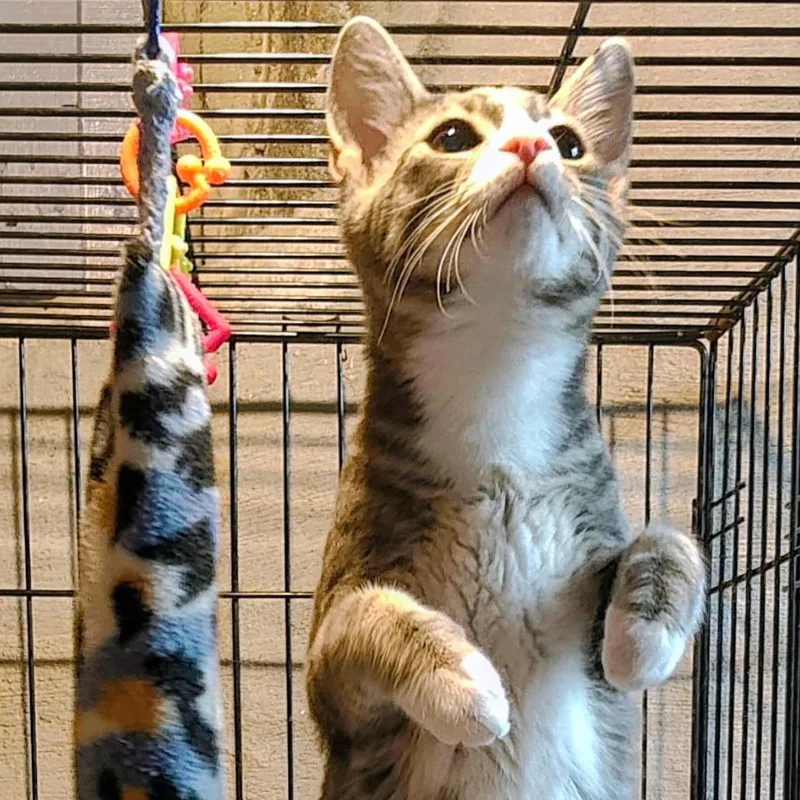 A young medium-sized female Gray & White Domestic Short Hair cat named Edan for adoption in Lisbon, CT