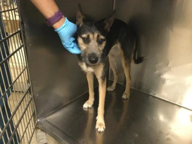 A young medium-sized female Terrier dog named Daisy for adoption in Riverside, CA