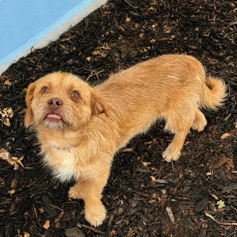 Lucky von Woofstein