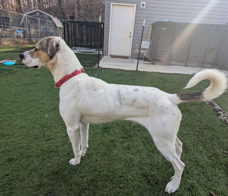 A young large-sized male Foxhound dog named Levi for adoption in Calhoun, GA