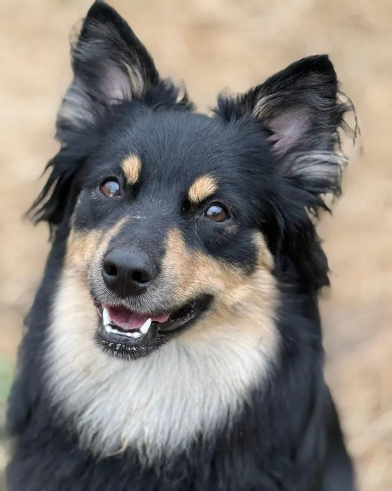 A young medium-sized female Black Australian Shepherd dog named Erika for adoption in Manassas, VA