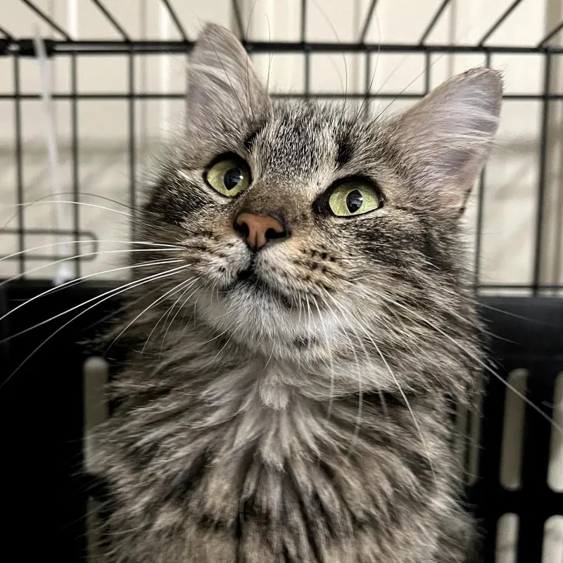 An adult medium-sized female Brown / Chocolate Domestic Medium Hair cat named Harmony for adoption in Matteson, IL