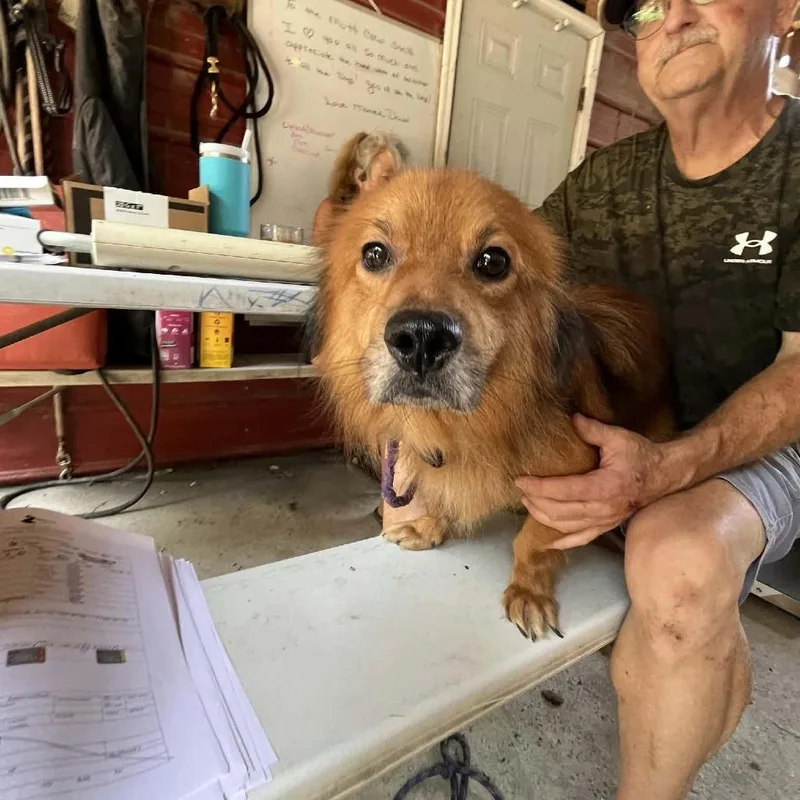 An adult small-sized male Red / Chestnut / Orange Dachshund (Long Haired) dog named Toby for adoption in Smithfield, NC