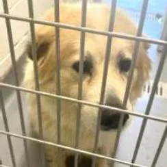 An adult large-sized female Yellow / Tan / Blond / Fawn Mixed Breed dog named Reba for adoption in Newark, DE