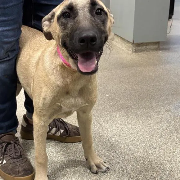 A young medium-sized female Yellow / Tan / Blond / Fawn Mixed Breed dog named Michelle for adoption in Jacksonville, FL