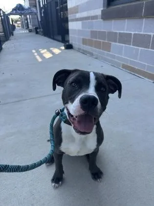 A young medium-sized male Mixed Breed dog named Murphy for adoption in Atlanta, GA