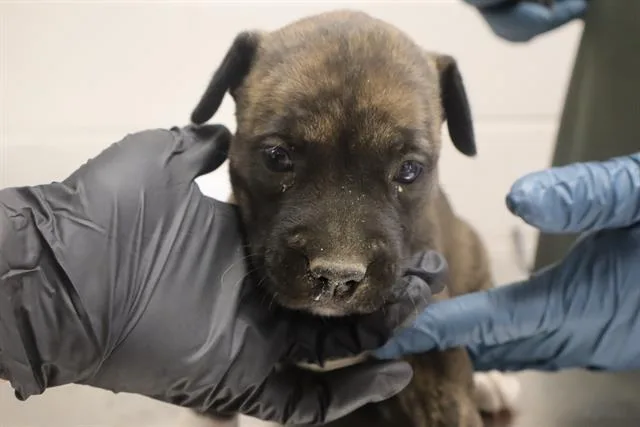A baby small-sized female Mixed Breed dog named Lola for adoption in Columbia, SC