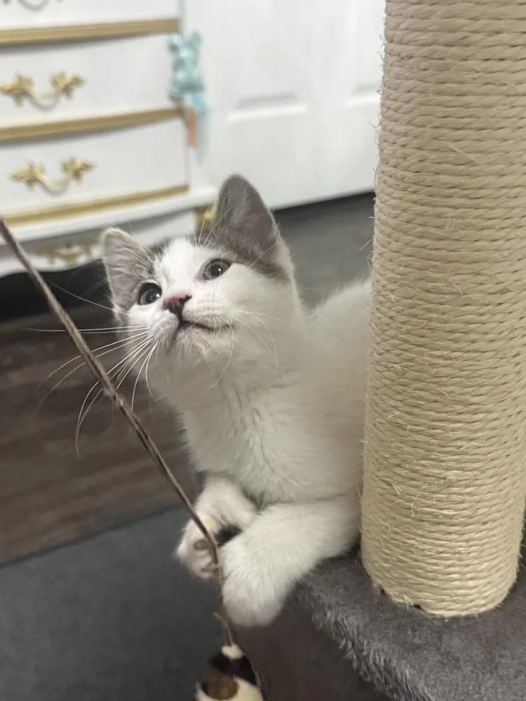 A baby medium-sized female Black & White / Tuxedo Domestic Short Hair cat named Pebbles for adoption in Clinton Township, MI