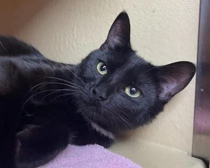 An adult small-sized female Domestic Short Hair cat named Beach Ball for adoption in West Seneca, NY