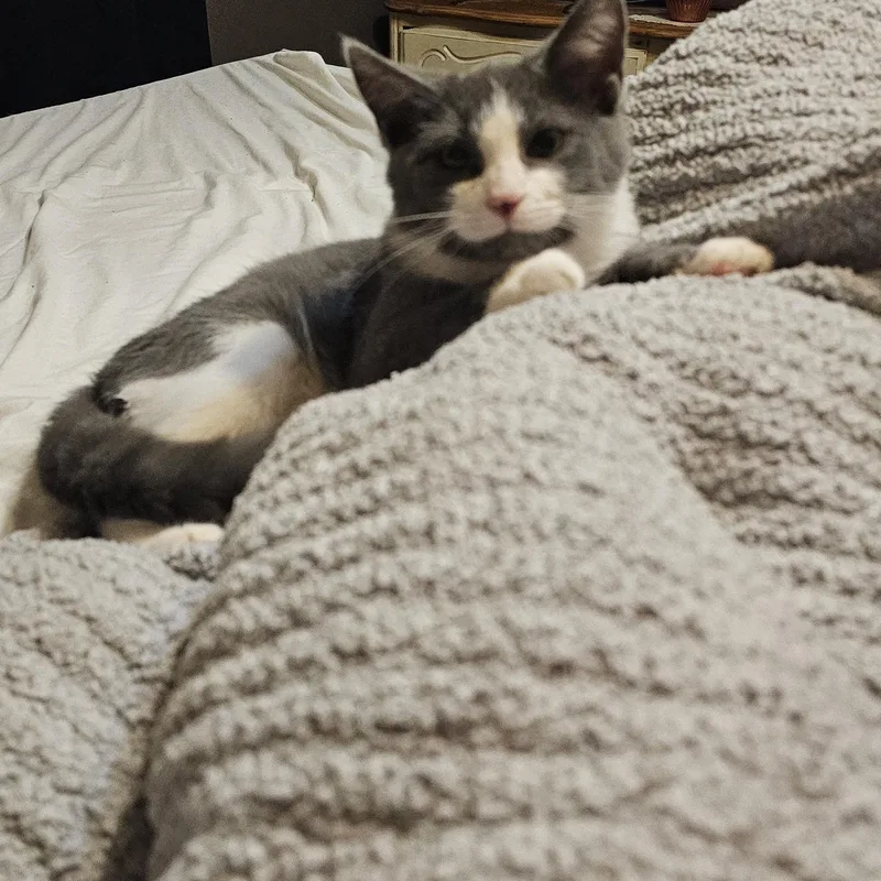 A young large-sized male Domestic Short Hair cat named Checkers for adoption in Logan, OH