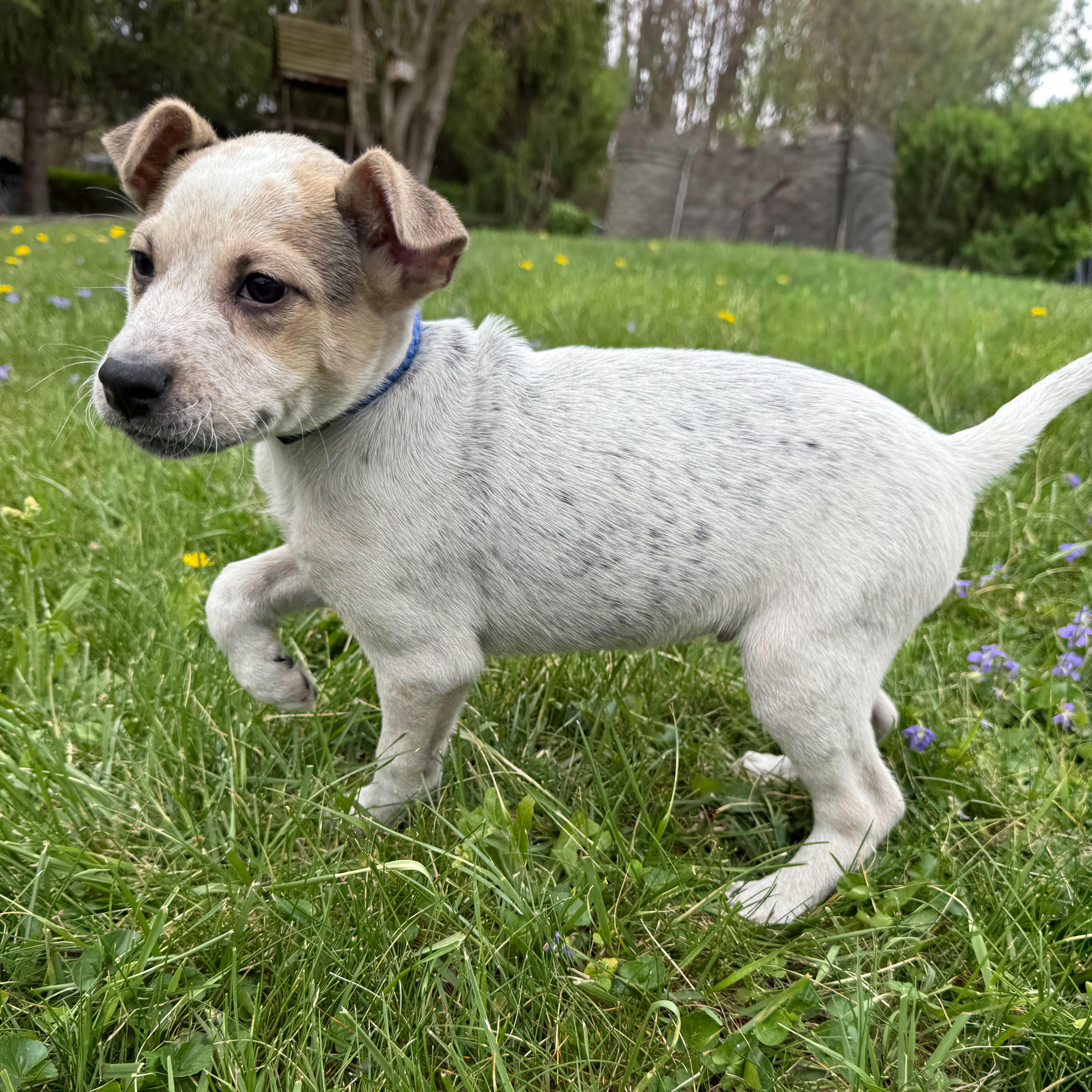 A baby medium-sized male Tricolor (Brown, Black, & White) Cattle Dog dog named Jaylen for adoption in Latrobe, PA
