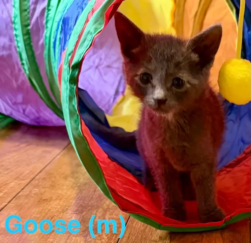 A baby small-sized male Domestic Short Hair cat named Goose for adoption in Leonardtown, MD