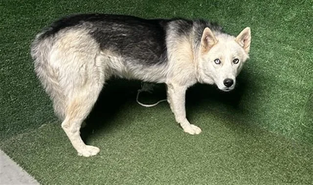 A young large-sized male Siberian Husky dog named Jazzy for adoption in Lancaster, CA