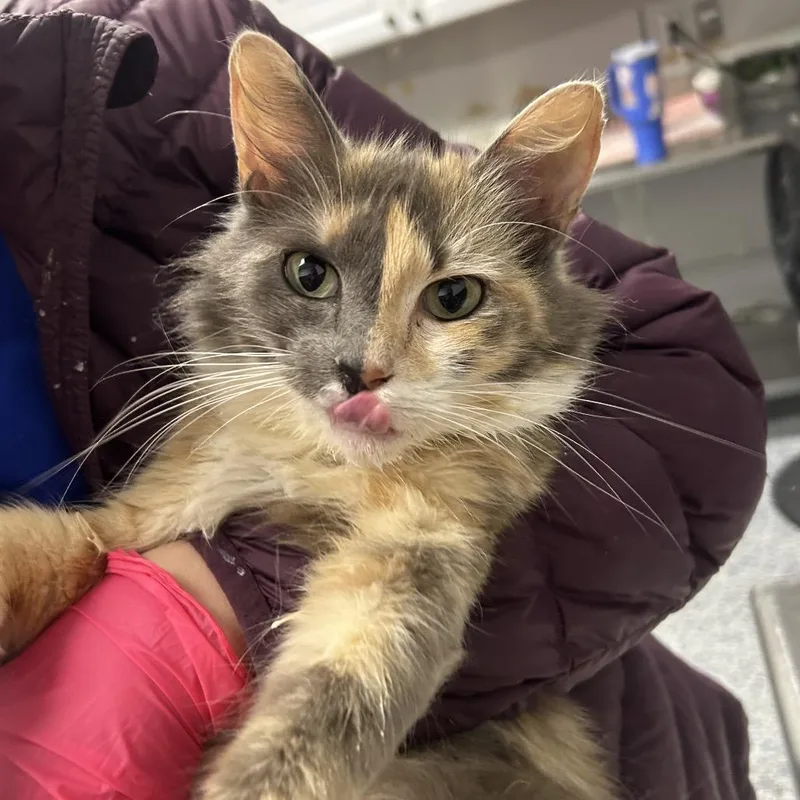 An adult medium-sized female Black Domestic Long Hair cat named Capurrese for adoption in Greenville, SC
