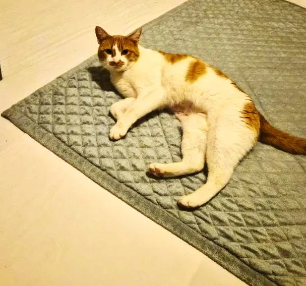 A young medium-sized female Orange & White Domestic Short Hair cat named Lola for adoption in Wheat Ridge, CO