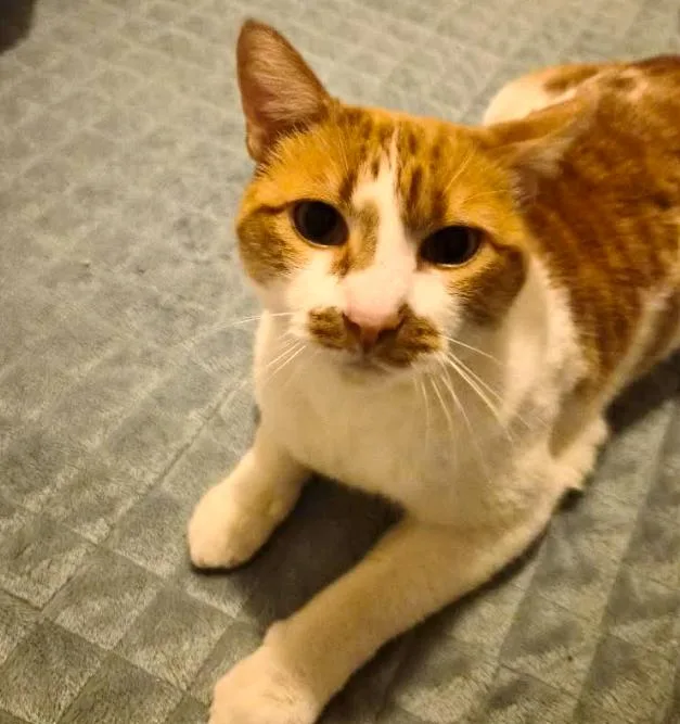 Lola thumbnail 3