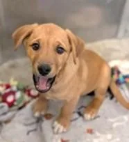 A baby small-sized male Mixed Breed dog named Calvin for adoption in Washington, DC