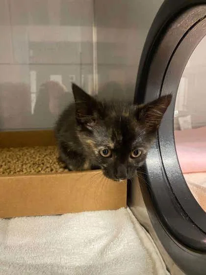 A baby small-sized female Domestic Short Hair cat named Birdie for adoption in Gastonia, NC