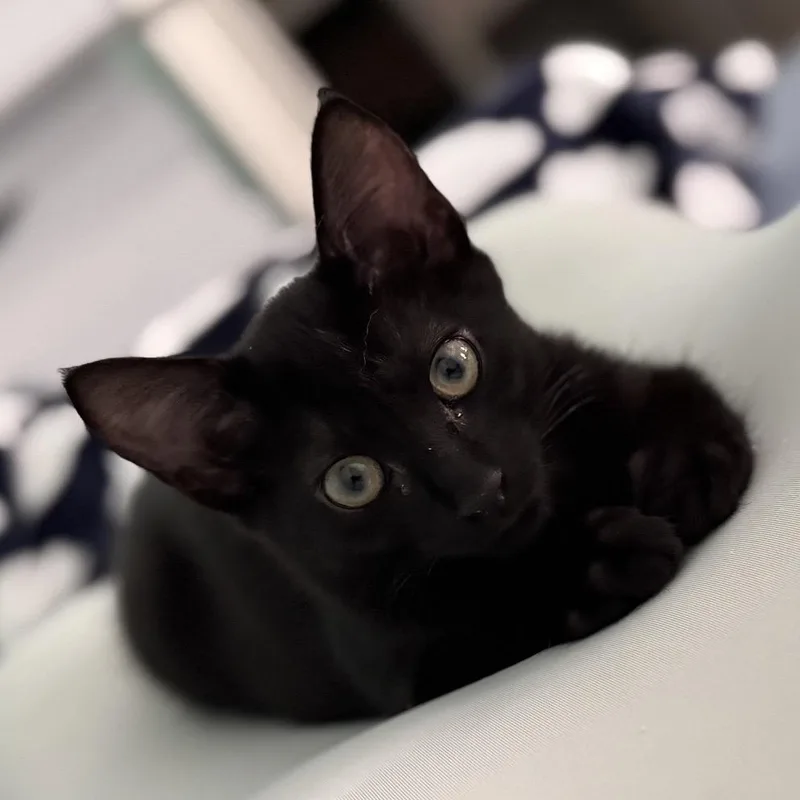 A baby small-sized female Black Domestic Short Hair cat named Juliet for adoption in SANTA ROSA BEACH, FL