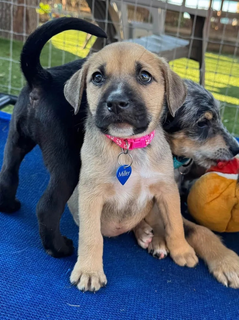 A baby medium-sized female Black Mouth Cur dog named Kelly for adoption in Southlake, TX