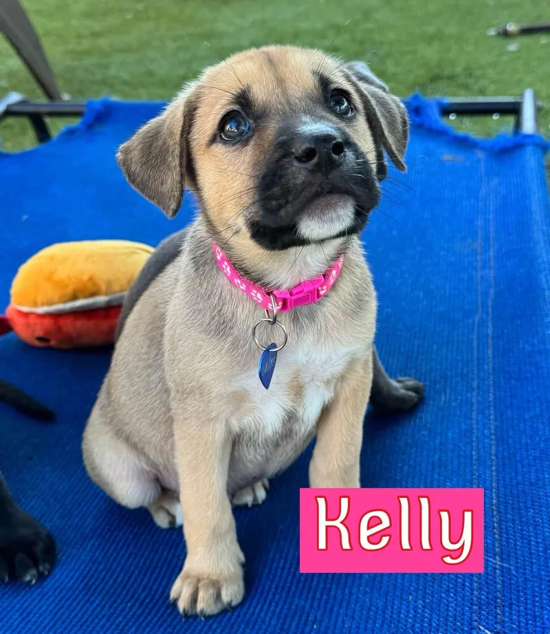 Kelly thumbnail 3