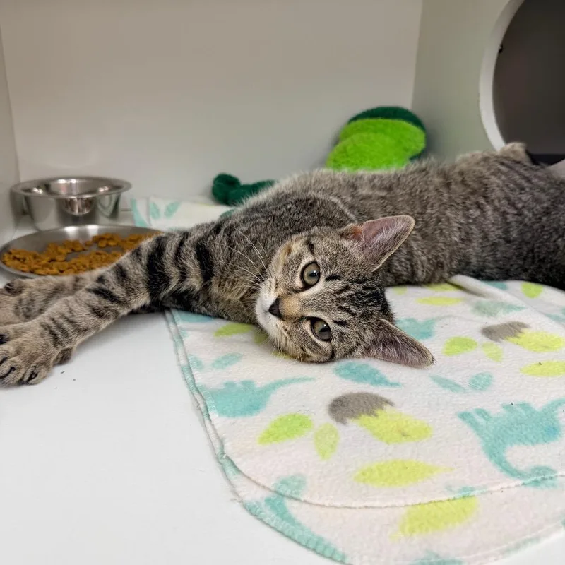 A baby medium-sized male Brown / Chocolate Domestic Short Hair cat named Ethan for adoption in Champaign, IL
