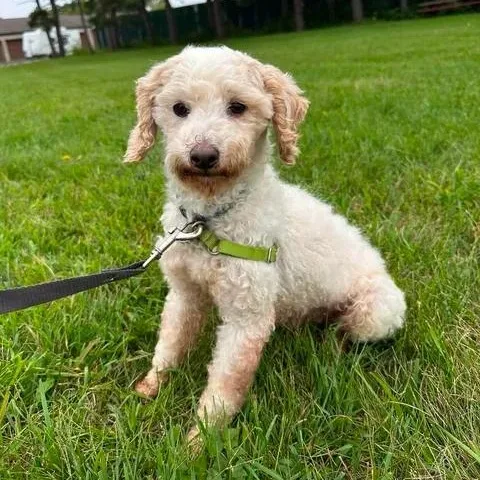 A senior small-sized male Poodle dog named Cedric for adoption in Hartland, WI