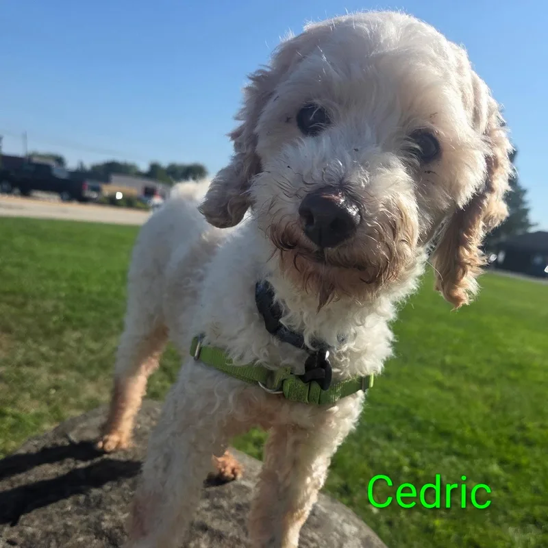 Cedric thumbnail 6