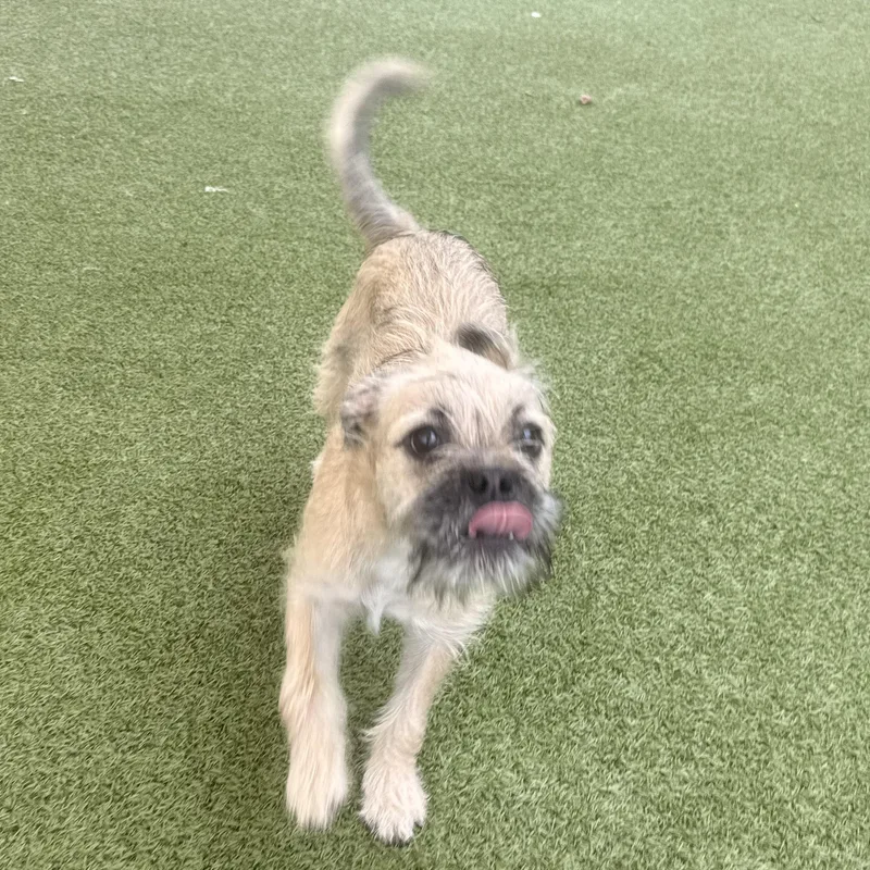A young small-sized female Pug dog named Shenzi for adoption in Hays, KS