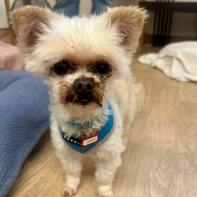Carmel thumbnail 4