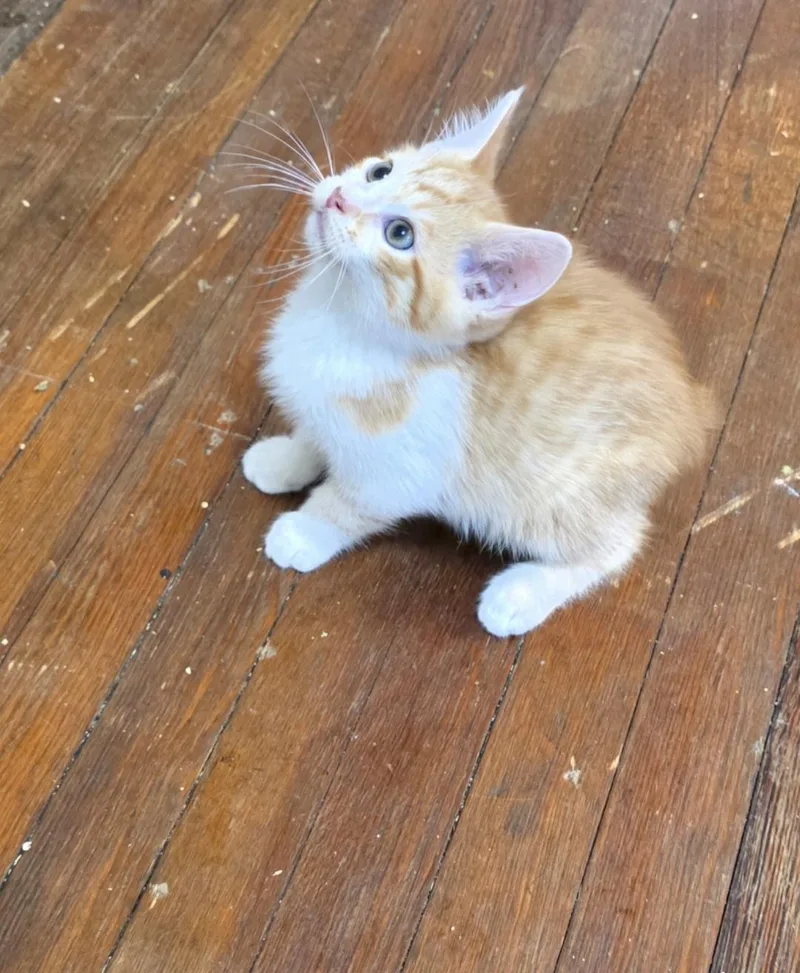 A baby small-sized male Orange & White Domestic Short Hair cat named Kody for adoption in Greensburg, PA