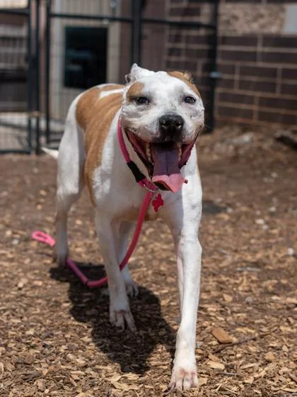 A senior large-sized male Mixed Breed dog named Cyclops for adoption in Chamblee, GA
