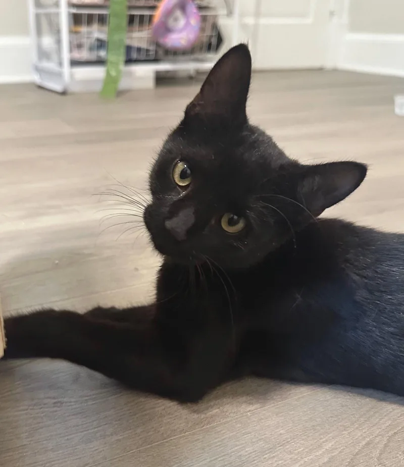 A baby medium-sized male Black Domestic Short Hair cat named Orpheus for adoption in Reston, VA