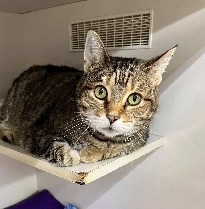 A senior medium-sized female Domestic Short Hair cat named Ruby for adoption in Genoa, IL