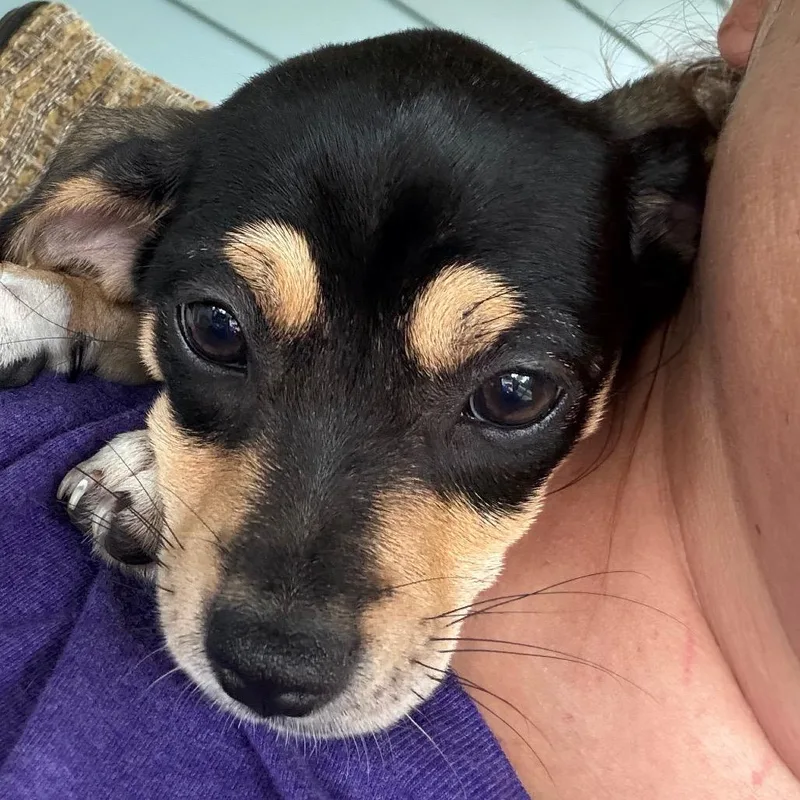 A baby small-sized female Black Terrier dog named Willow  lt pink for adoption in Greenfield, IN