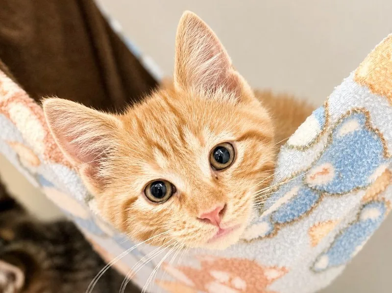 A baby medium-sized male Domestic Short Hair cat named Holland for adoption in Menomonie, WI