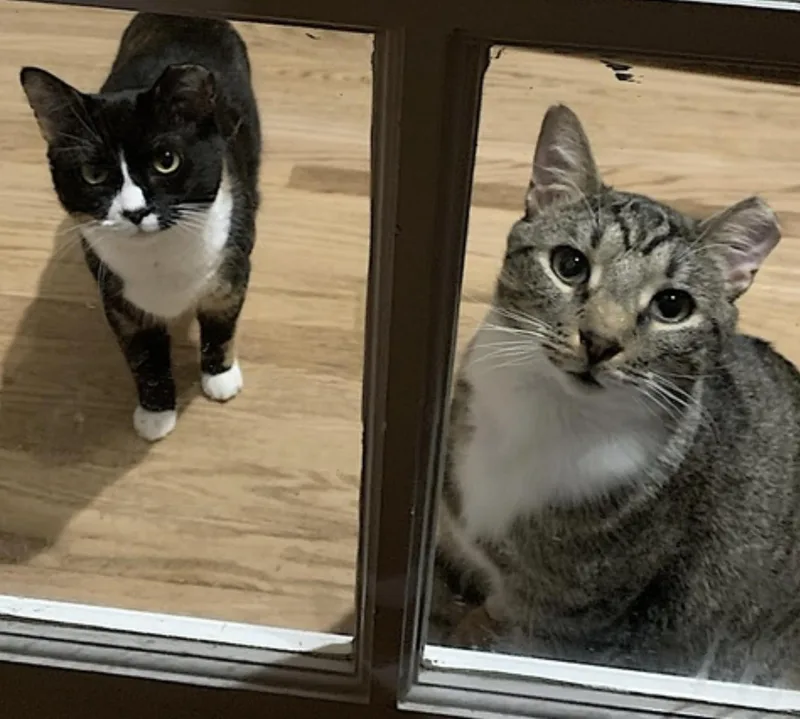 A young large-sized male Tabby (Gray / Blue / Silver) Domestic Short Hair cat named Poppa Bear for adoption in Amherst, MA