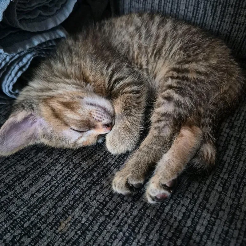 A baby medium-sized female Domestic Short Hair cat named Regina for adoption in Johnson City, TN