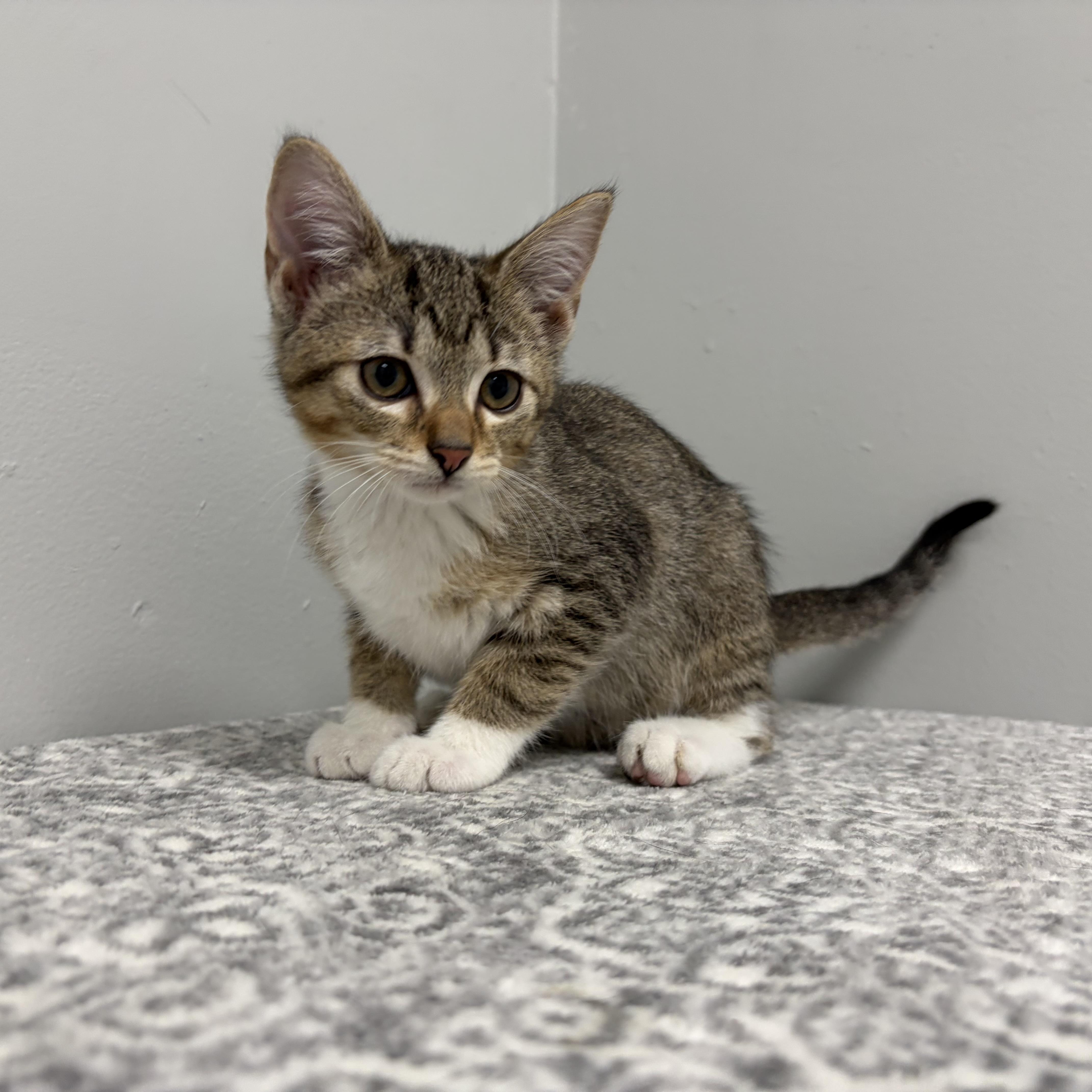A baby medium-sized male Tabby (Brown / Chocolate) Domestic Short Hair cat named Lip for adoption in Frankfort, IN