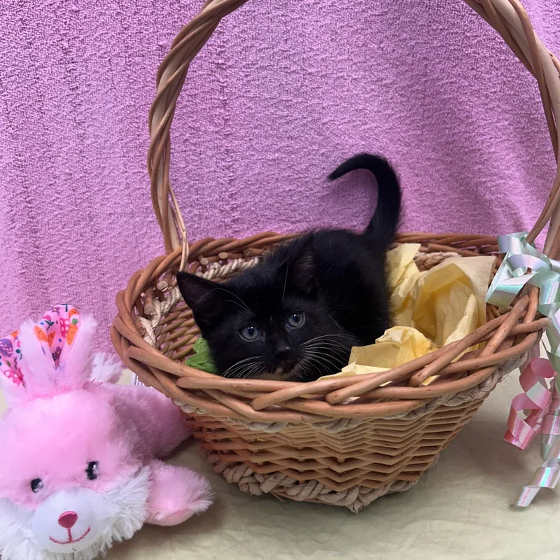 A baby medium-sized female Black & White / Tuxedo Domestic Short Hair cat named Fiddler for adoption in Bear, DE
