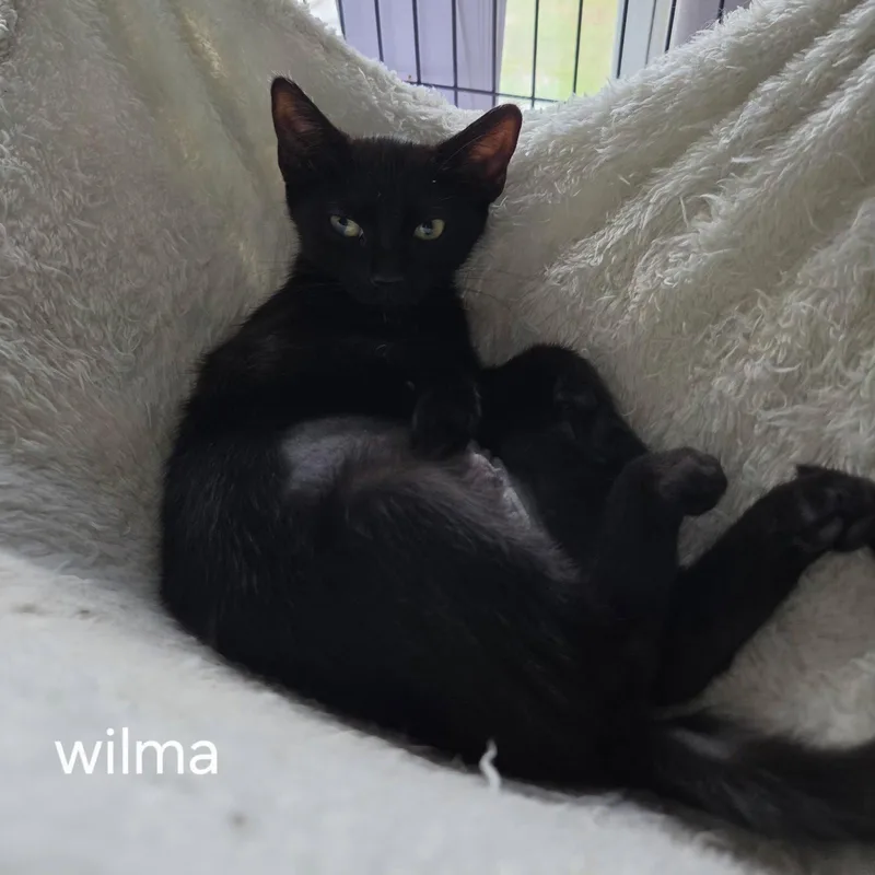 A baby medium-sized female Black Domestic Short Hair cat named Wilma for adoption in Oviedo, FL