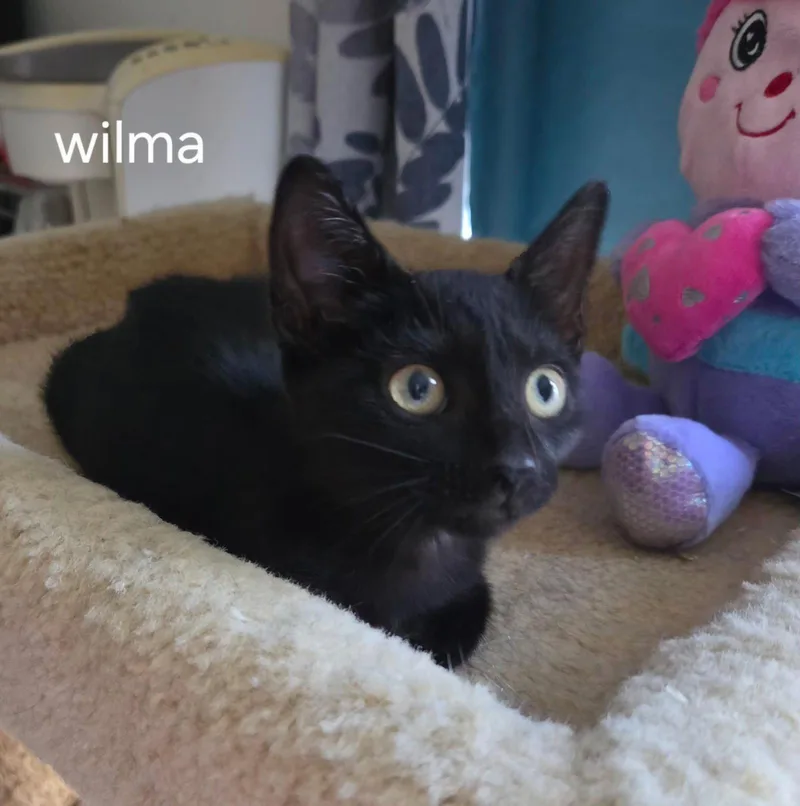 Wilma thumbnail 2