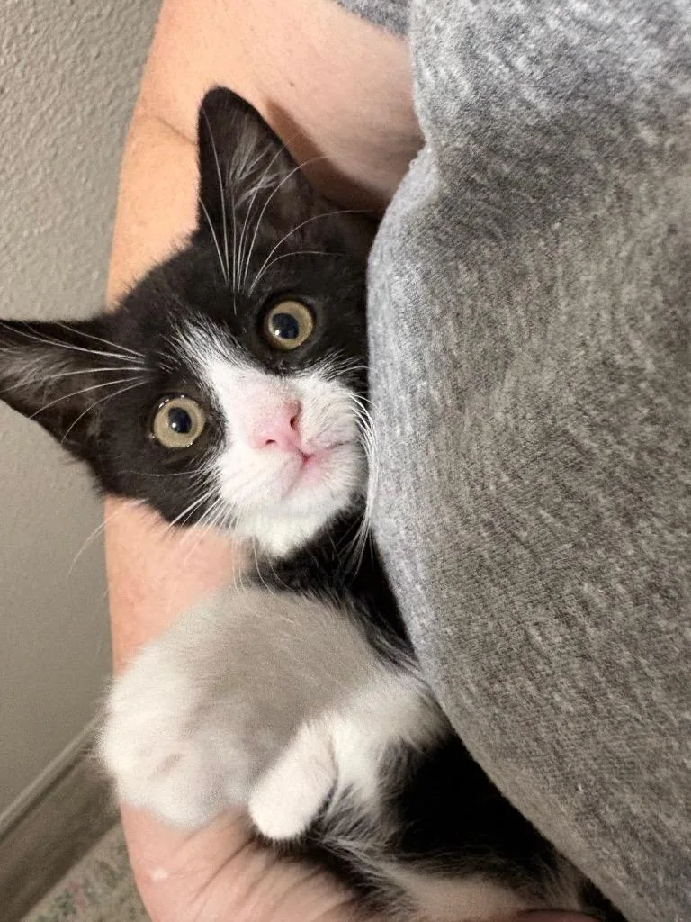 A baby small-sized male Domestic Short Hair cat named Diesel for adoption in San Antonio, TX