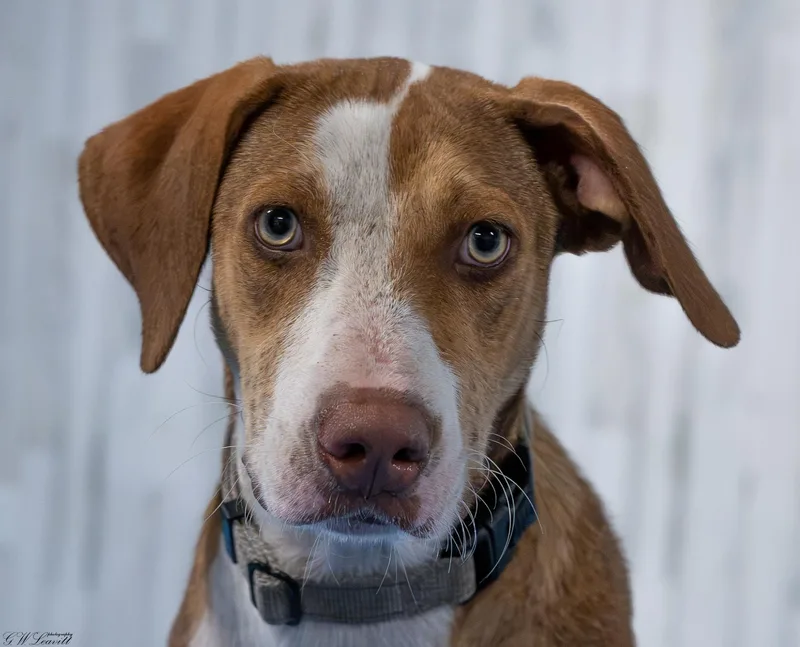 A young medium-sized female Merle (Red) Mixed Breed dog named Darby Doo for adoption in BONIFAY, FL