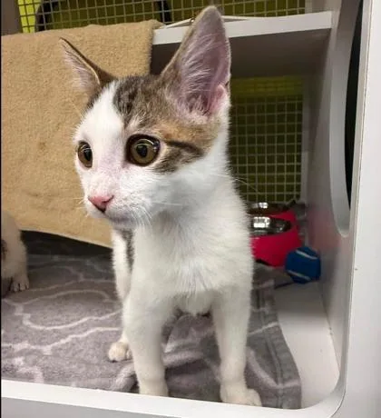 A baby small-sized male Brown / Chocolate Domestic Short Hair cat named Jerry for adoption in Kansas City, MO