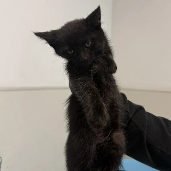 A baby small-sized female Domestic Short Hair cat named Amy for adoption in Escondido, CA