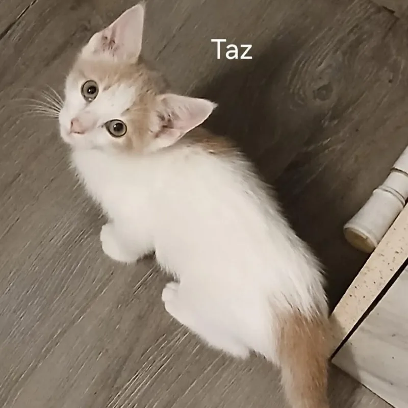 A baby small-sized female Domestic Short Hair cat named Taz for adoption in Wadena, MN
