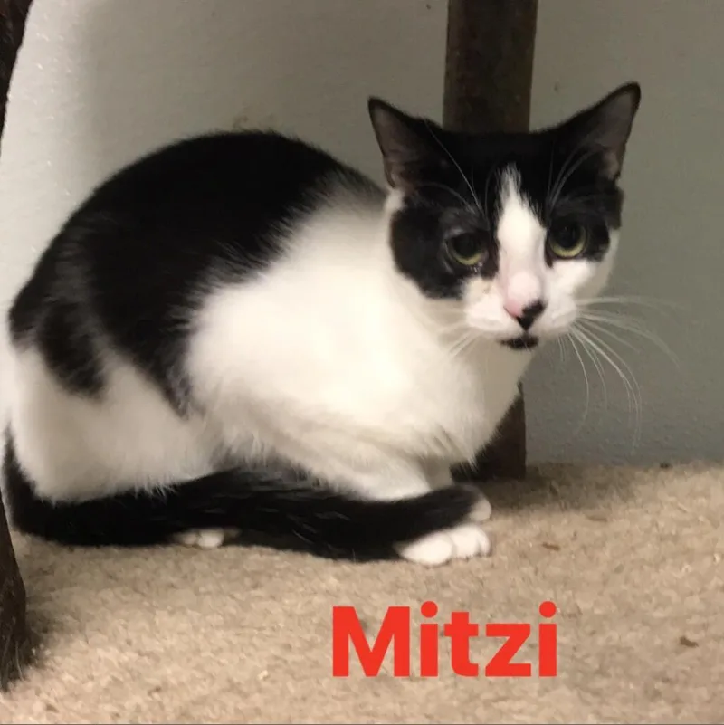 Mitzi thumbnail 6